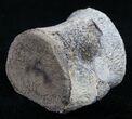 Champsosaurus Vertebrae (Cretaceous Reptile) #10579-1